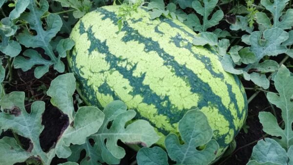 WaterMelon - Image 3