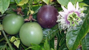 passion fruit