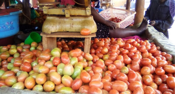 Tomato