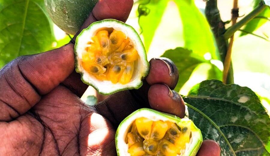ripe-passion